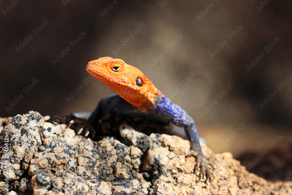 common agama, red-headed rock agama, (Agama agama) - Namibia, Africa common agama, red-headed rock agama, (Agama agama) - Namibia, Africa