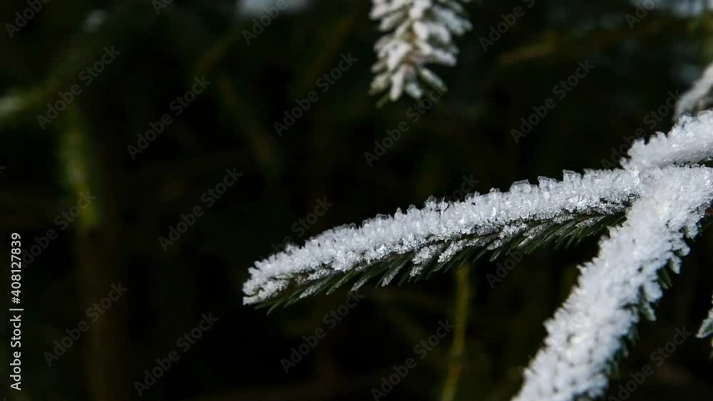 Selective focus. Close up view of spruce tree branch covered with frozen snow. Winter weather forecast theme. Selective focus. Close up view of spruce tree branch covered with frozen snow. Winter weather forecast theme.