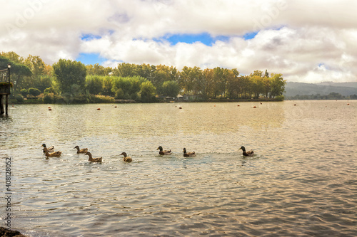 ducks on the lake of Bolsena (Italy)