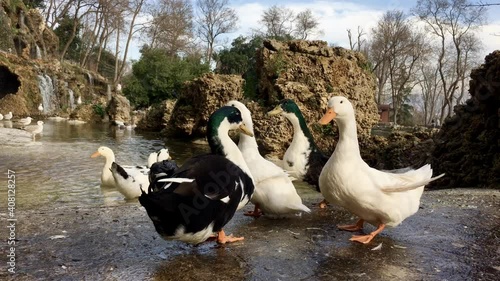 black and white ducks in a Park