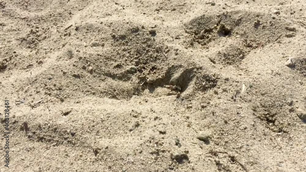 Hardworking bee digging down the beach sand slow motion Hardworking bee digging down the beach sand slow motion