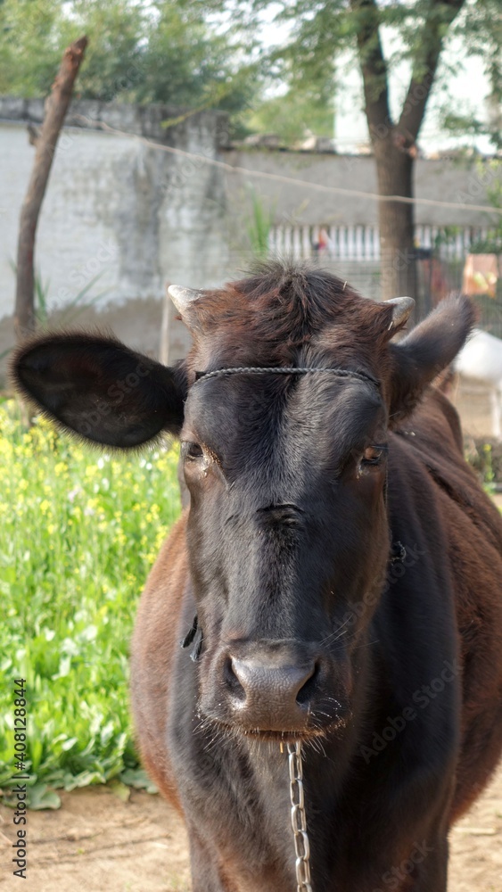 A cute black cow looking at camera in field, animals farm house india A cute black cow looking at camera in field, animals farm house india