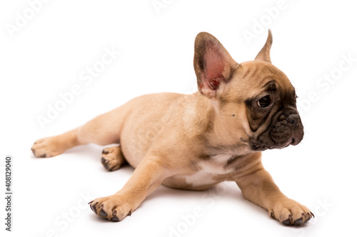 French Bulldog puppy. Cute little puppy.