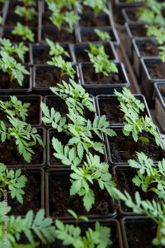 Seedlings flowers marigolds in a box on the windowsill. Seedlings flowers marigolds in a box on the windowsill.