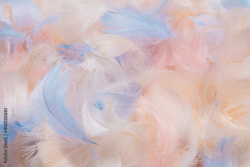 Colorful feather background, top view.