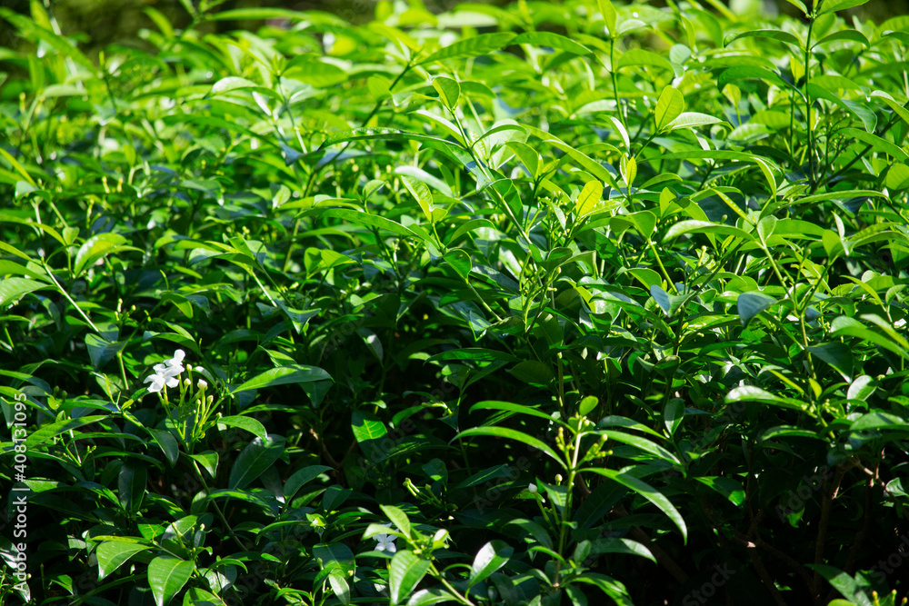 Background of a crepe jasmine shrub, green with white flower. Background of a crepe jasmine shrub, green with white flower.