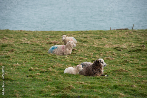 A new-born lamb resting next to the mother sheep on grass land with the sea in the background.

