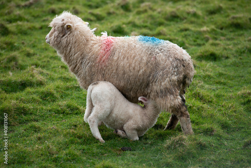 A young lamb being fed by its mother on green grassland.