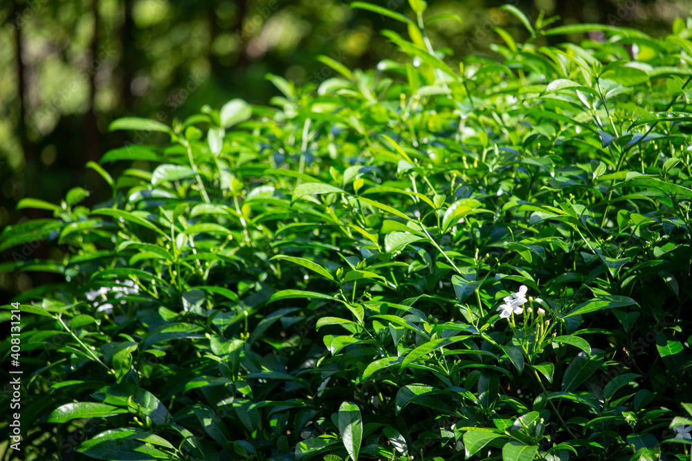 Background of a crepe jasmine shrub, green with white flower. Background of a crepe jasmine shrub, green with white flower.