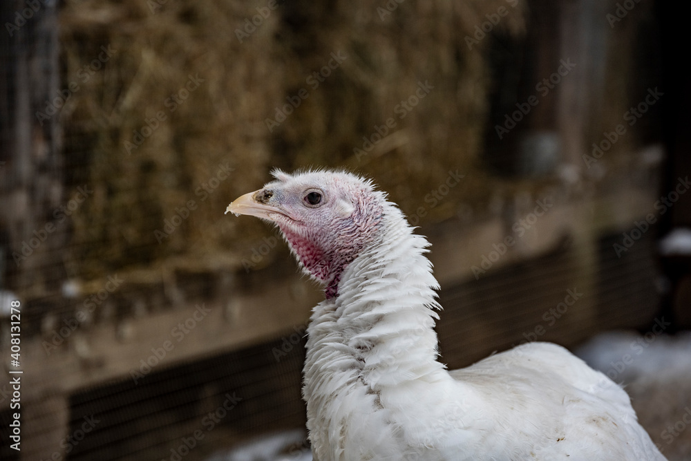 poultry and animals in the yard of the eco-farm in winter for feeding poultry and animals in the yard of the eco-farm in winter for feeding