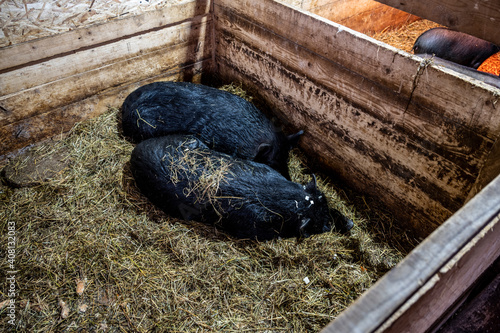 Vászonkép black domestic pigs in an aviary in a warm barn
