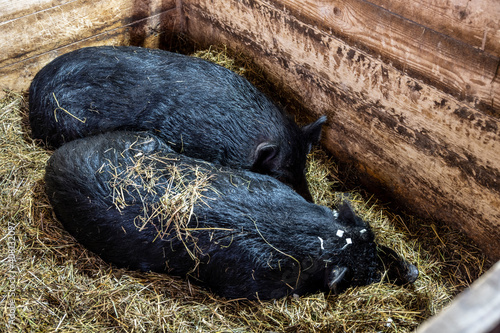 black domestic pigs in an aviary in a warm barn