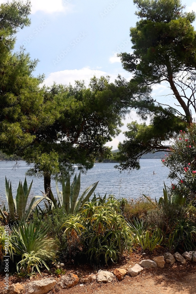 Oleander bush, pine tree, cacti and succulents by the sea. Beautiful landscape on island Lastovo, Croatia. 