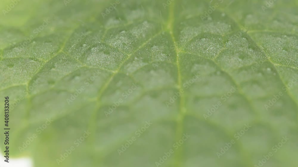 small mint leaf on a white background, video slide, close-up. small mint leaf on a white background, video slide, close-up.