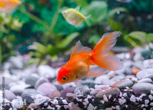 aquarium goldfish swimming © Alla 