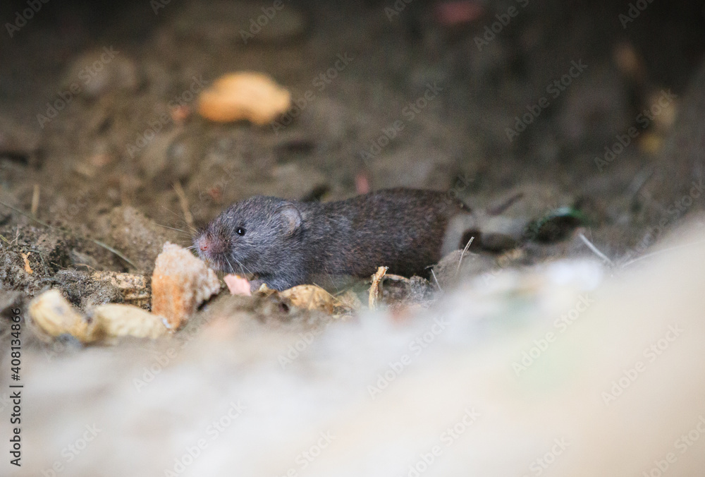 Obraz premium little mouse in a cave 