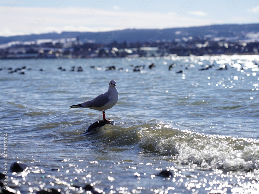 seagull on the beach seagull on the beach