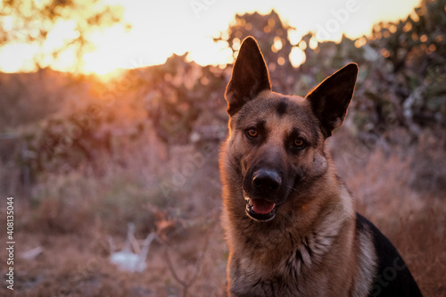 Retrato de perro pastor alem  n al atardecer con el sol de fondo