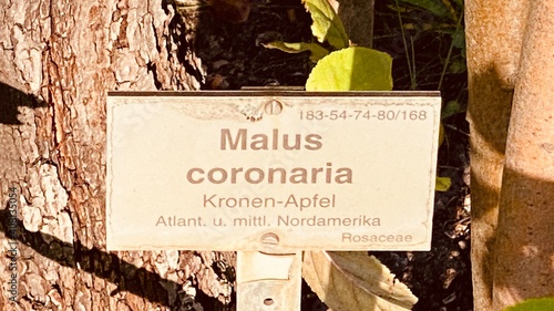 Botanischer Garten Berlin Schild Coronaria photo