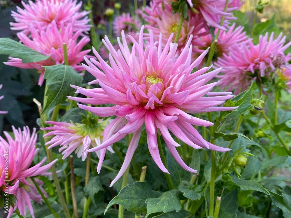 Obraz premium Botanischer Garten Berlin Rosa