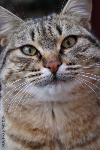 a cat sits on a table in the garden