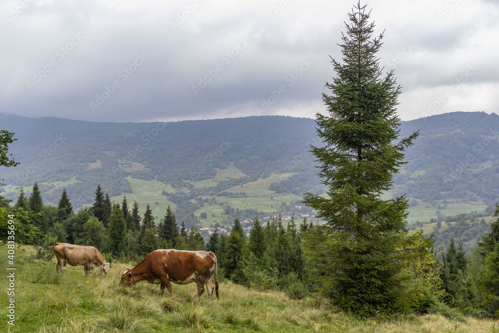Naklejka premium Majestic view on beautiful foggy Carpathian mountains Meadow. Cows Graze in the Carpathian mountains Meadow
