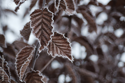 3 Braune Blätter im Winter mit Raureif an den Rändern und unscharfem Hintergrund