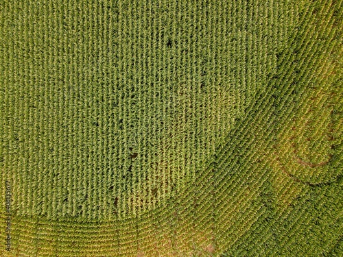 Corn field Green Knit Textile in Close Up Photography