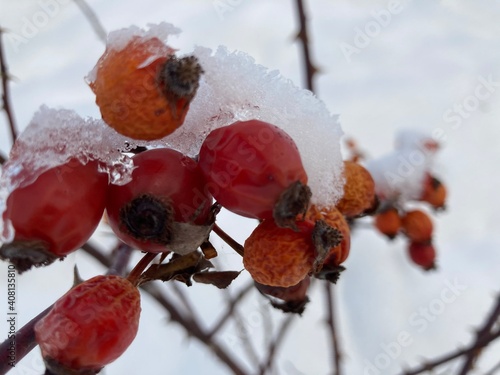 Wallpaper Mural red berries in snow Torontodigital.ca