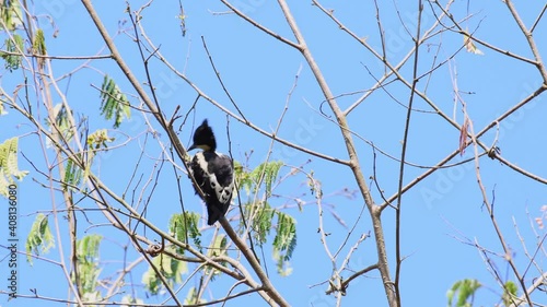 Heart-spotted Woodpecker, Hemicircus canente, Kaeng Krachan National Park, Thailand; seen from its back pecking on a small branch for some food and looks around, blue sky and lovely day. photo