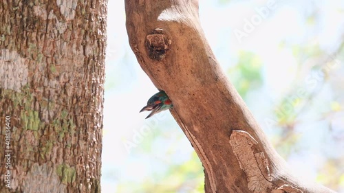 Blue-eared Barbet, Psilopogon cyanotis, 4K footage of a nesting bird; head out of the burrow looking around while panting for fresh air then it goes out to eat the ants pestering its nest. photo