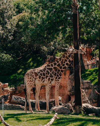 Photography Vertical shot of giraffes in a  park