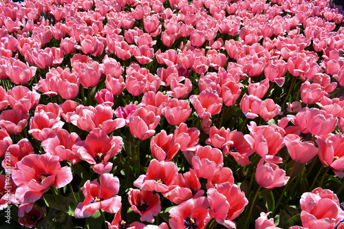 Keukenhof  Netherlands - April 19  2019  Tulip flower with green leaf background in tulip field at winter or spring day for postcard beauty decoration and agriculture concept design...