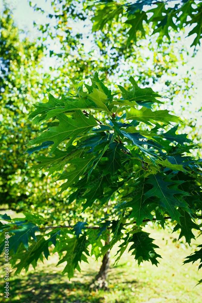 Fototapeta premium Beautiful young oak leaves in a summer day