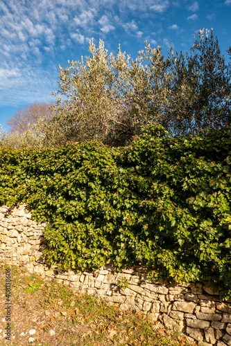 stone wall and vegetation