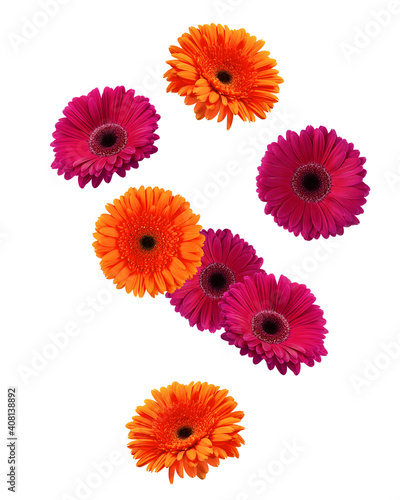 Falling Gerbera, daisy flower, isolated on white background, clipping path, full depth of field © grey