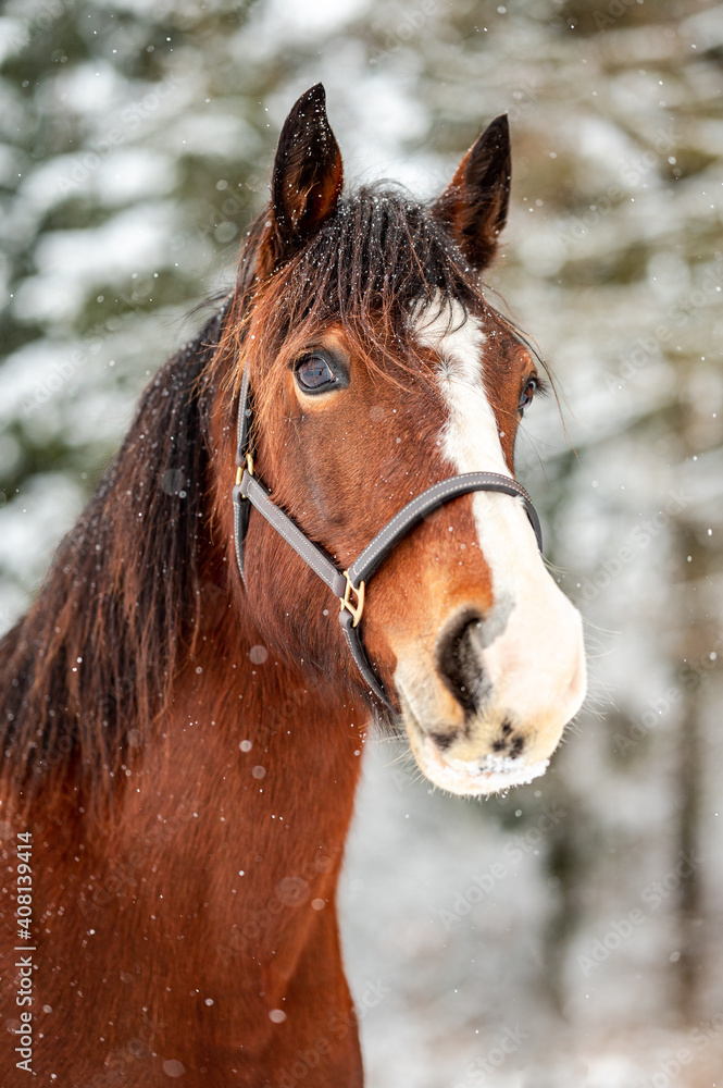 Galloping chestnut horse mare stallion in snow. Stunning active horse with long mane full of power in winter.