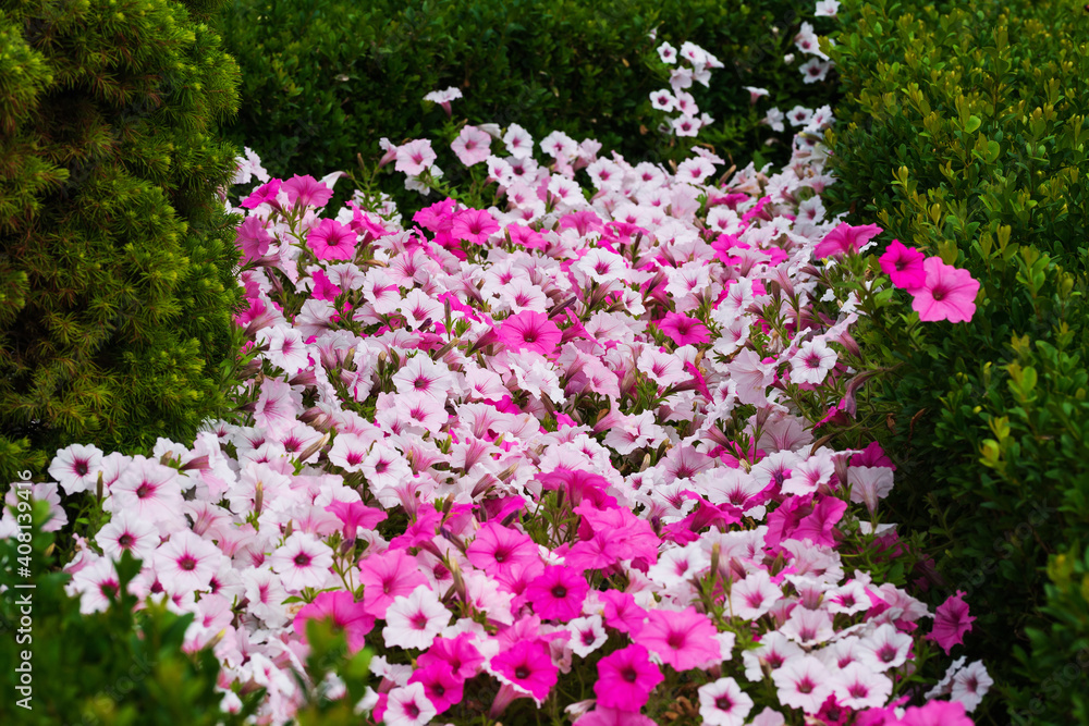 Blooming petunia in the arboretum among small conifers Blooming petunia in the arboretum among small conifers