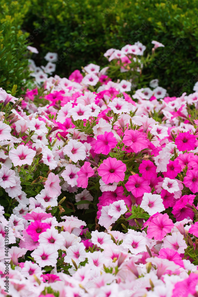 Blooming fragrant flowers of pink and white petunia Blooming fragrant flowers of pink and white petunia