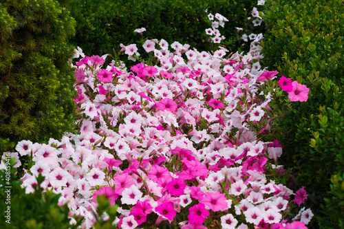 Blooming petunia in the arboretum among small conifers