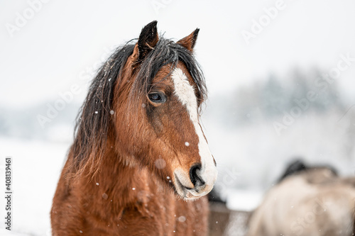 Portrait of chestnut horse mare stallion in snow. Stunning active horse with long mane full of power in winter.