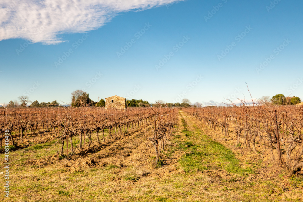 agricultural landscape and vineyard