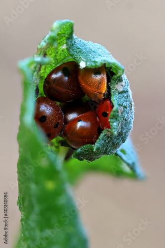 Bunch of ladybugs hiding in a leaf from the cold photo