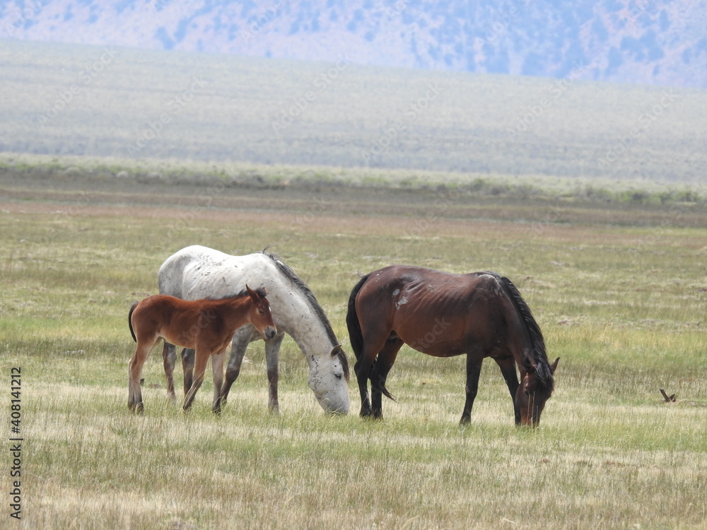 Wild horses roaming the Adobe Valley in the Eastern Sierra, Mono County, California. Wild horses roaming the Adobe Valley in the Eastern Sierra, Mono County, California.