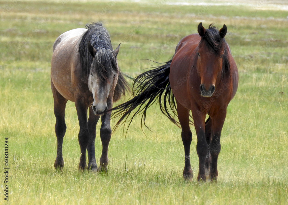 Wild horses roaming the Adobe Valley in the Eastern Sierra, Mono County, California. Wild horses roaming the Adobe Valley in the Eastern Sierra, Mono County, California.