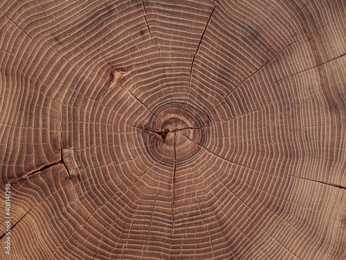 a close-up of a saw cut of a large acacia stump. wood background