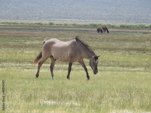 Wild horse roaming the Adobe Valley in the Eastern Sierra  Mono County  California.