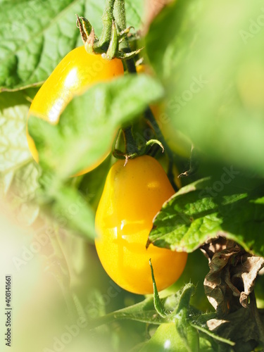 Wallpaper Mural tomato on vine Torontodigital.ca