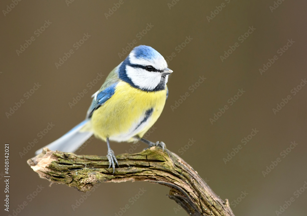 Blue tit ( Cyanistes caeruleus ) close up