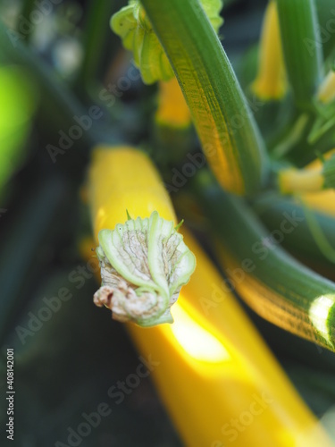 Wallpaper Mural zucchini Torontodigital.ca